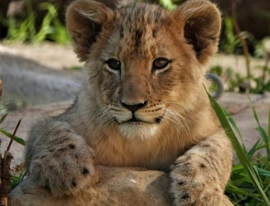 Safari in Tanzania: guida per principianti
