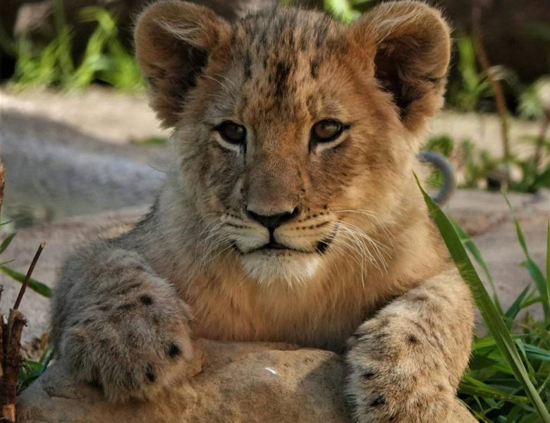 Safari in Tanzania: guida per principianti