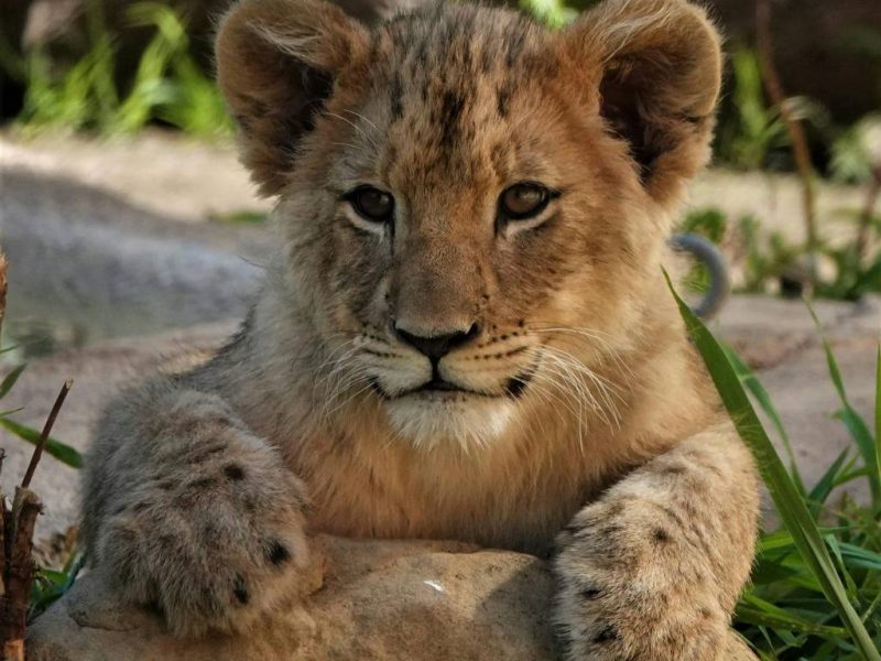 Safari in Tanzania: guida per principianti