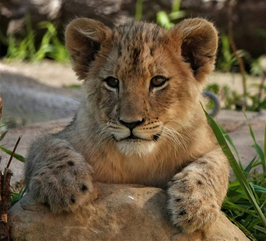 Safari in Tanzania: guida per principianti